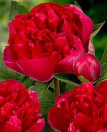 Peony Root Belgravia.jpg.png