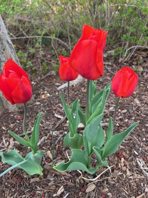 tulip picture.jpeg