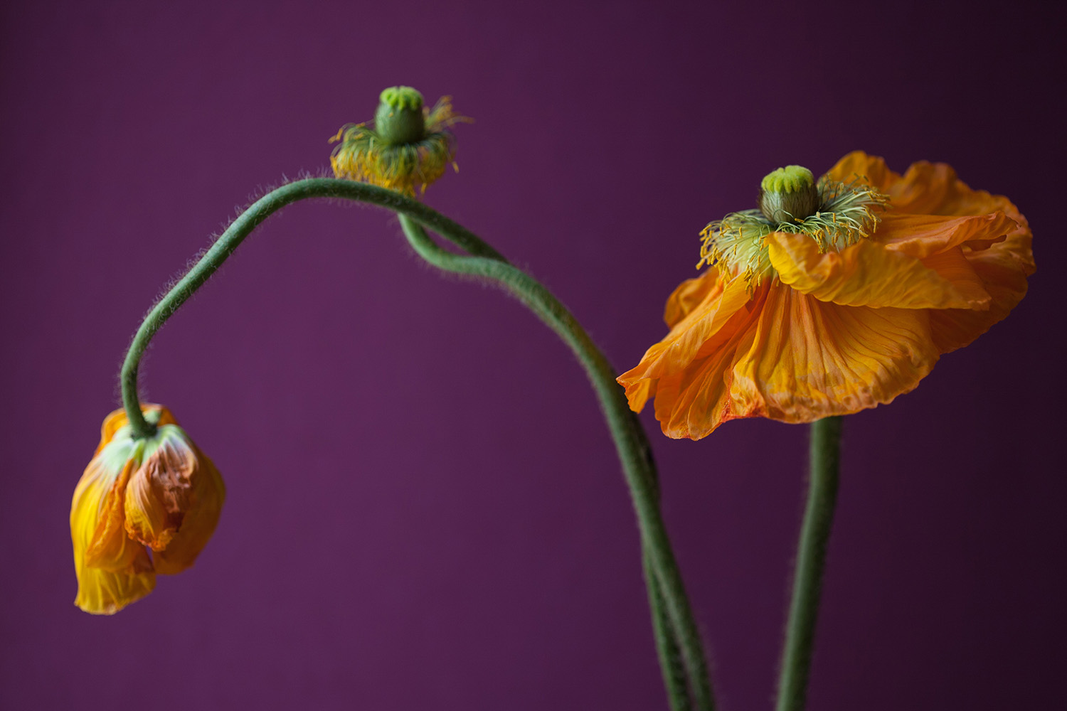 2 - Family of Poppies-0964.jpg