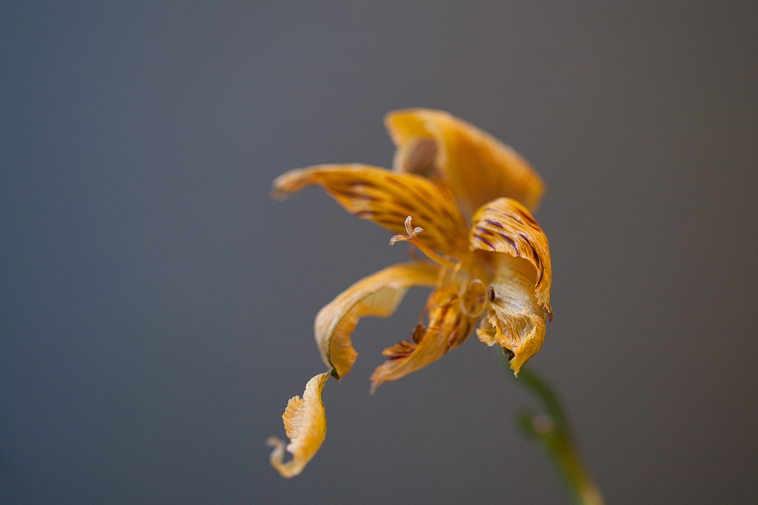 7 - Tiger Lily.jpg