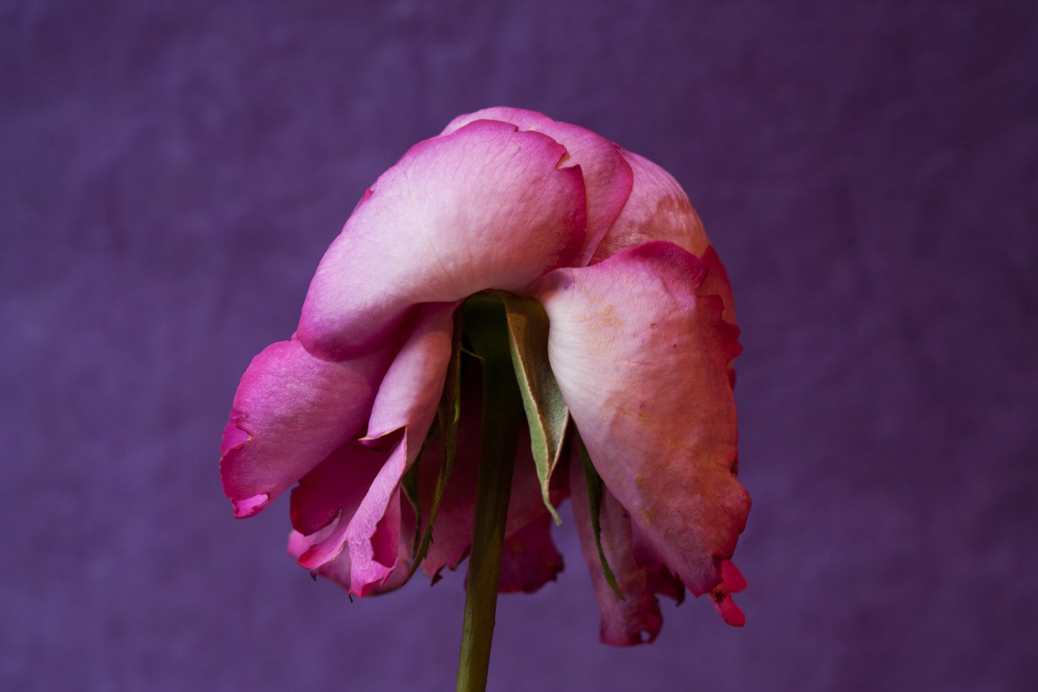 Roses-0465.jpg