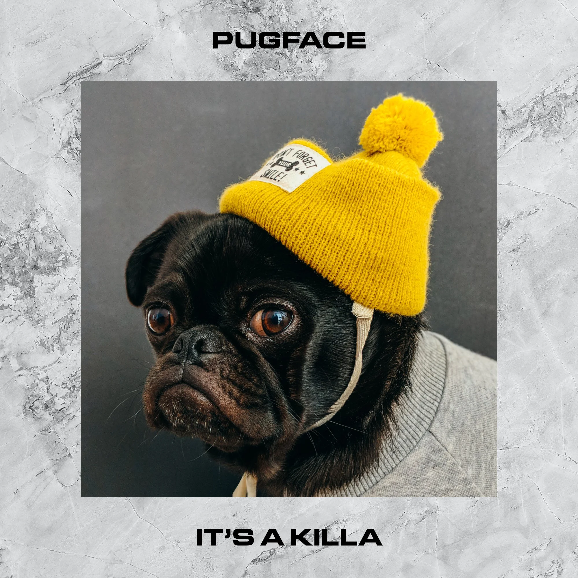 Pugface.jpg