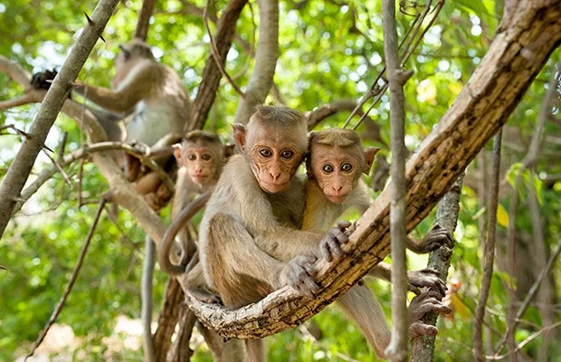 Monkey Kingdom, Summer Movie Series