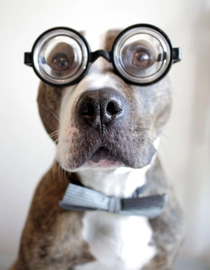You + Dog = Health & Happiness