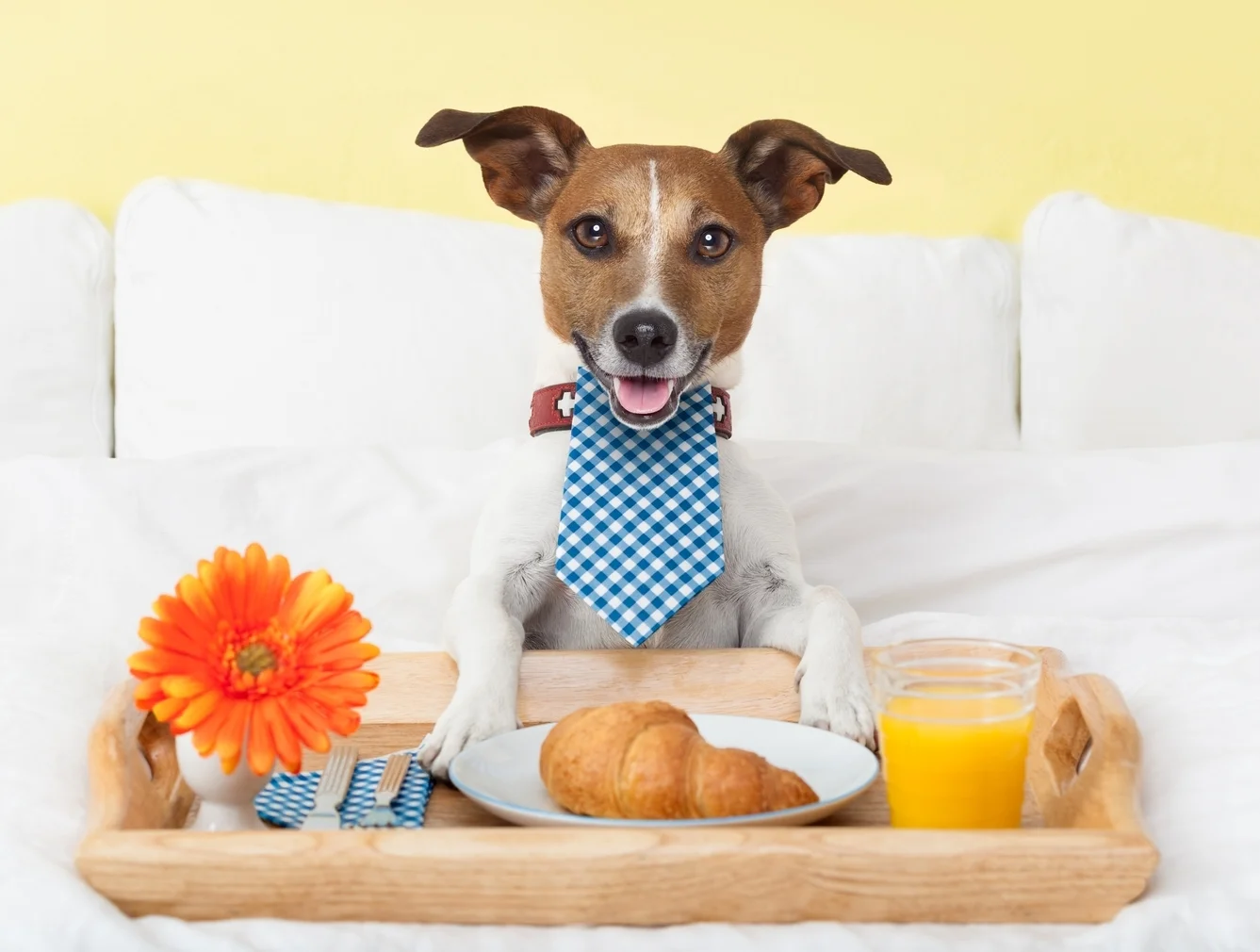 stock-photo-dog-having-nice-breakfast-in-white-bed-199218467.jpg