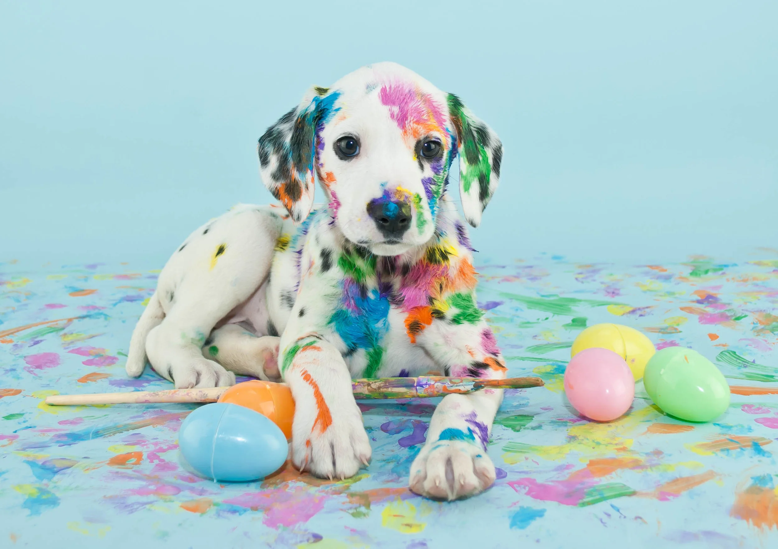 Dogs + Easter Weekend = Walkies
