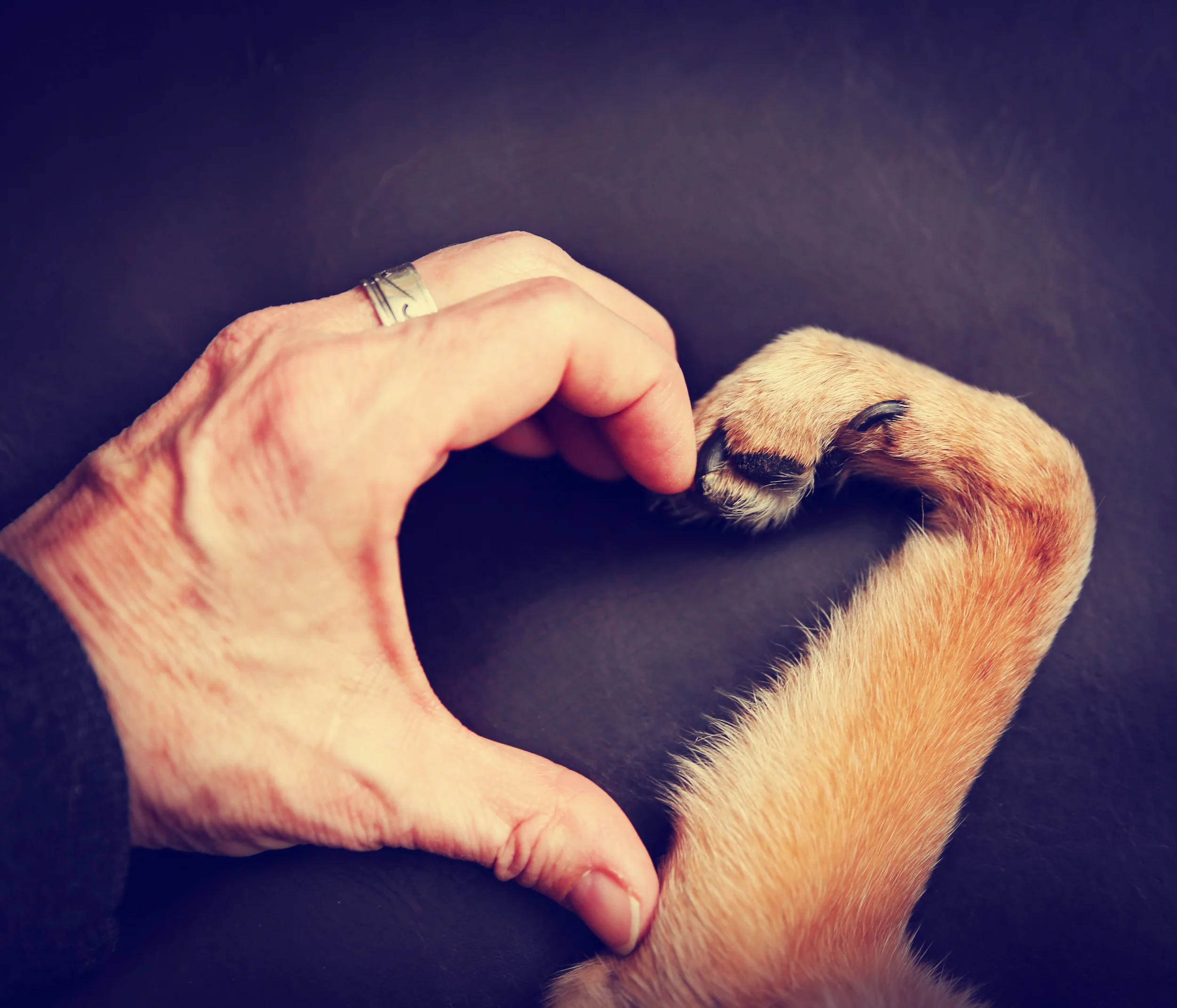 Dog + Ignoring Stress Signals = Potential Aggression
