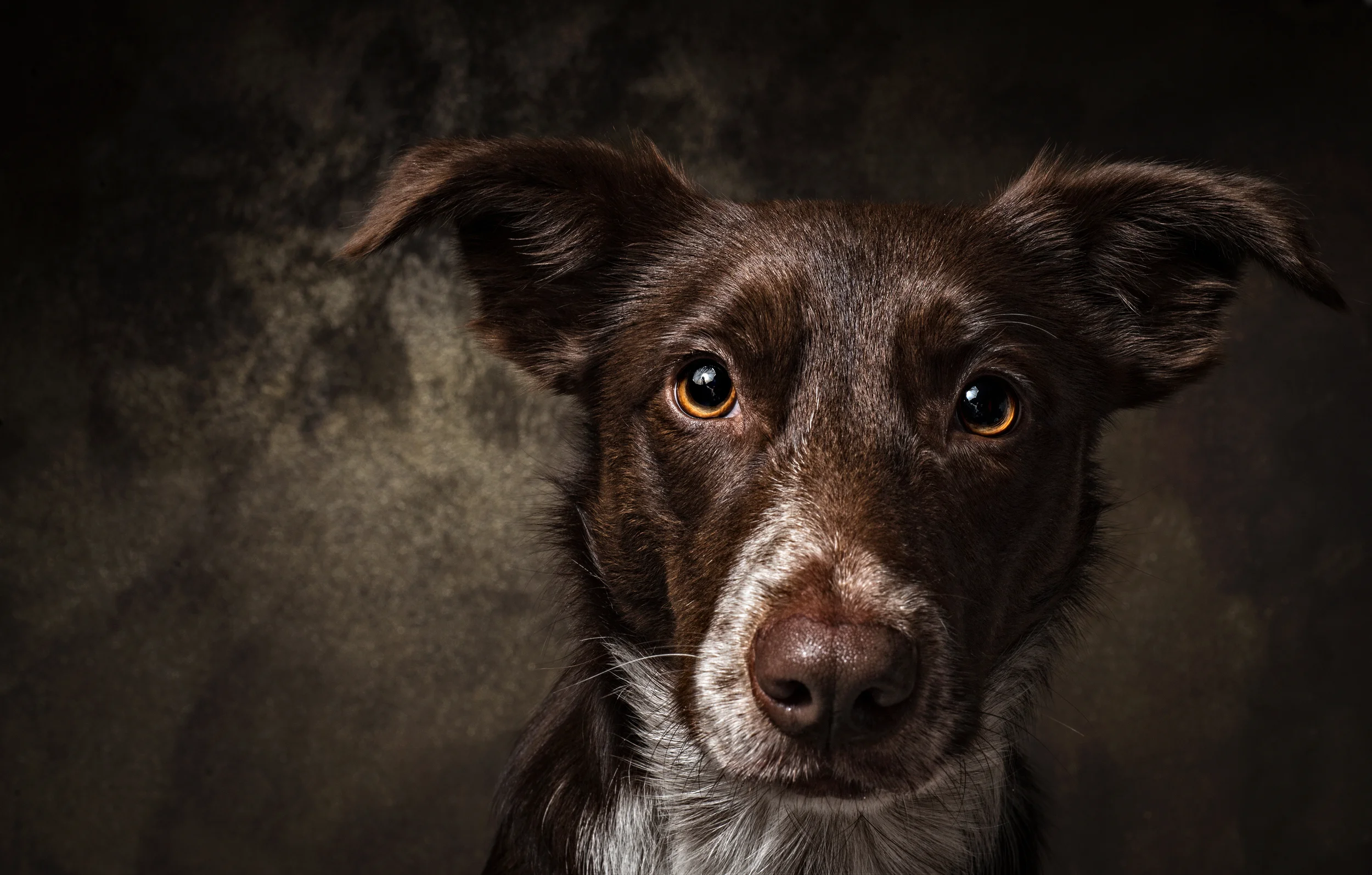 Dog + Human = Love