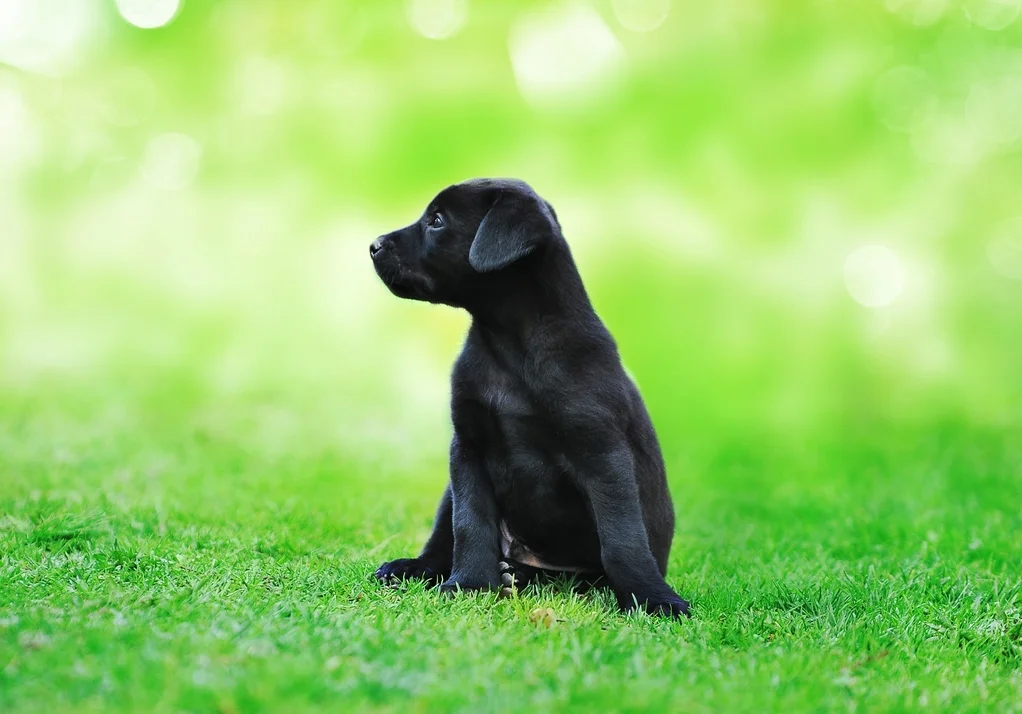 Should I socialise my dog?