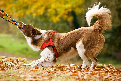 Tug Of War? Should you?