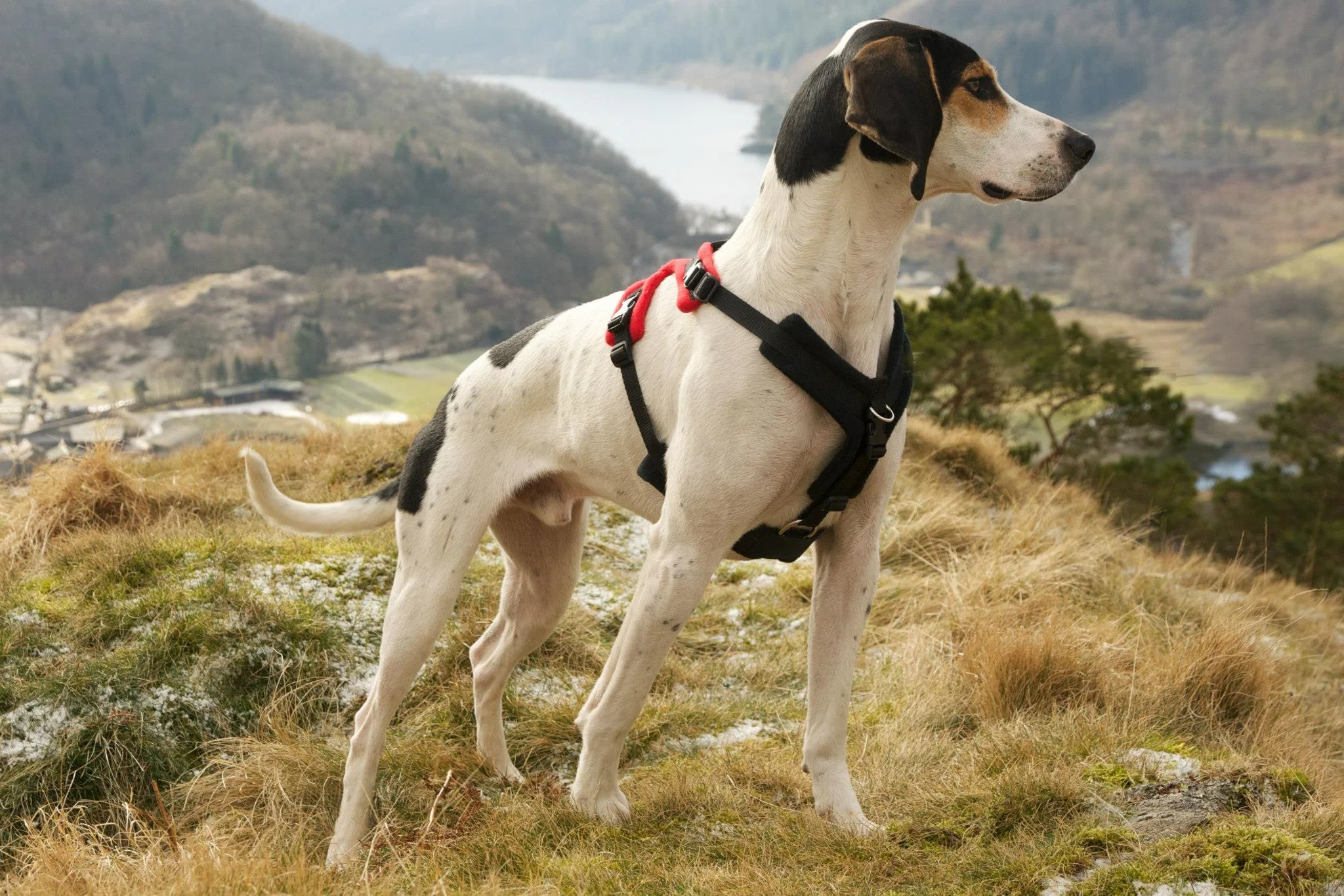 Loose Lead Walking