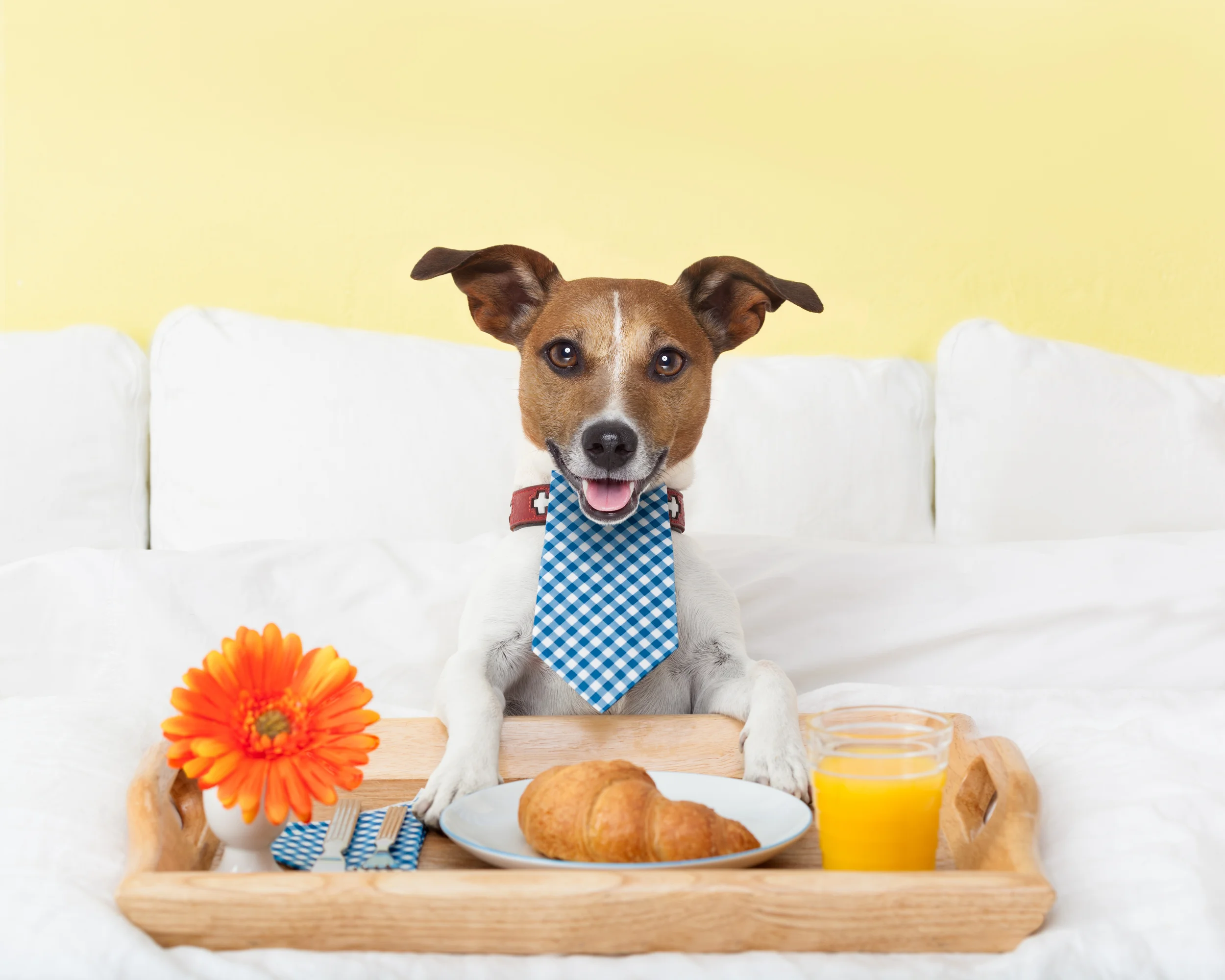 Mothers Day Dog!