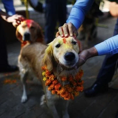 Kukur Tihar - A Good Day For Dogs