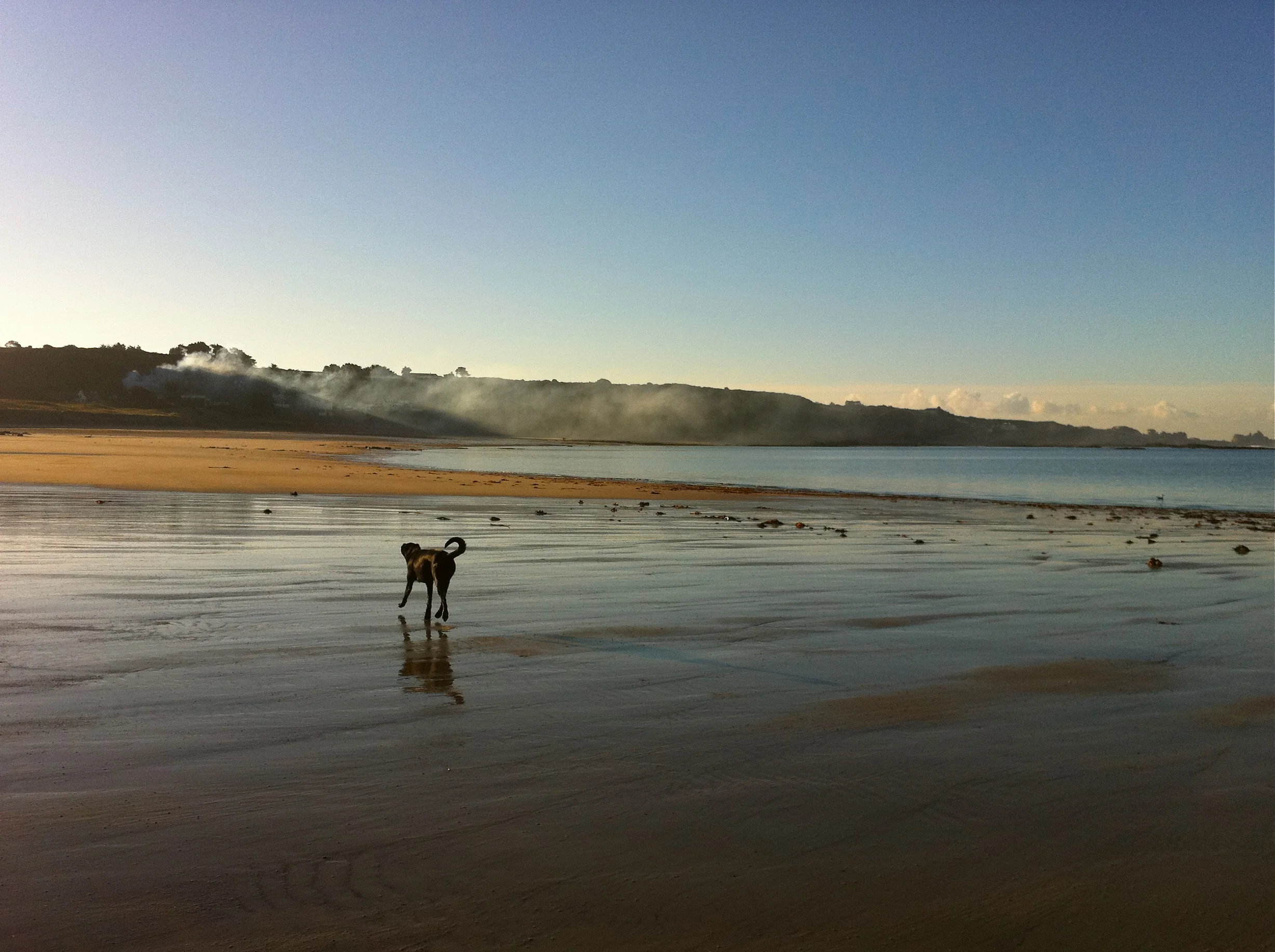 Happy Dog, by Flying Lemming