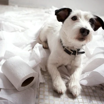 Dog Poo, how bad can it be? Really?
