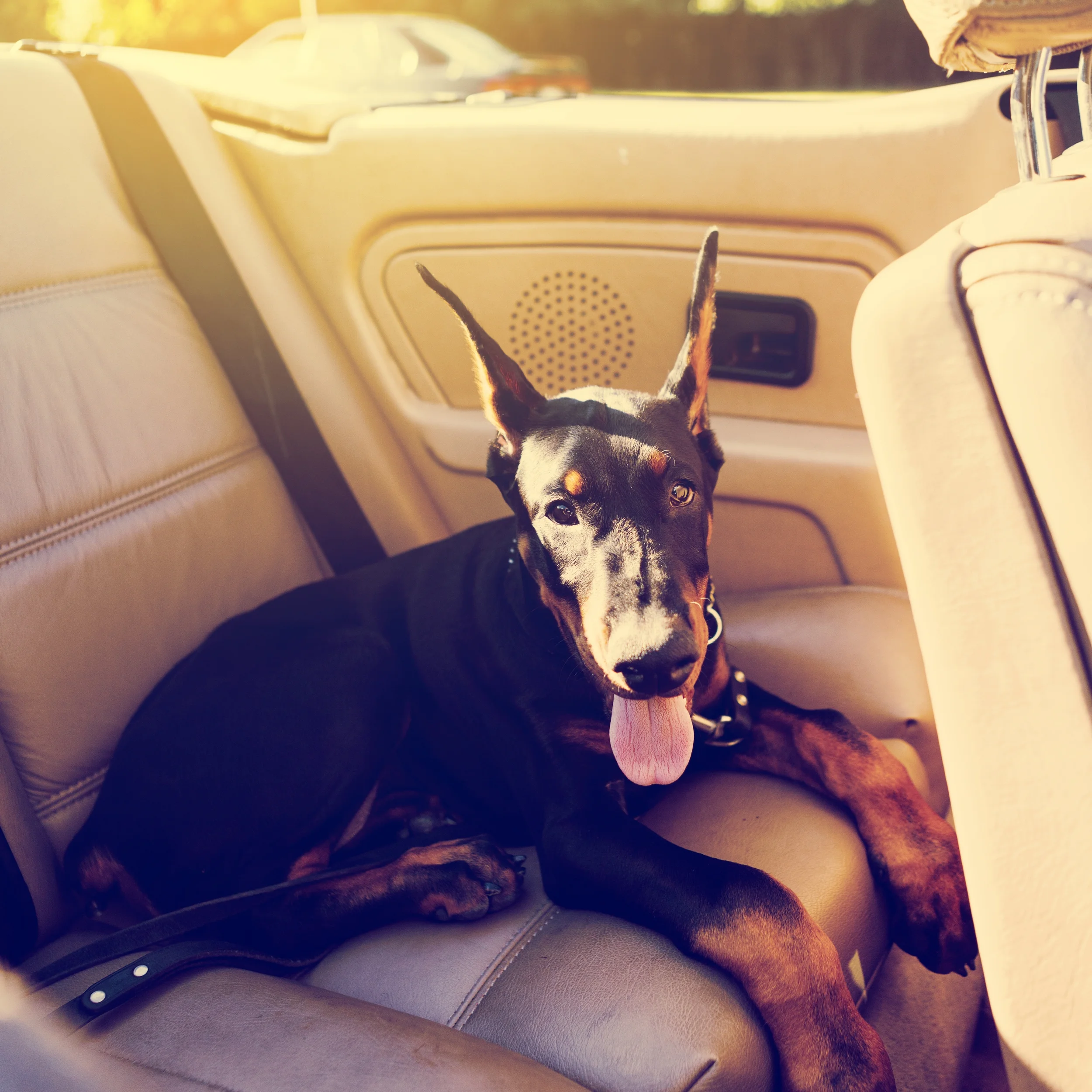 Driving With Dogs
