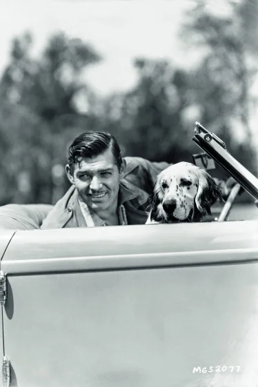 Clark Gable (1936) Pictured here at the wheel of his car with an English Setter, Gable kept a number of old English and Irish setters such as Queens, an Irish Setter and the prize-winning Lord Reily of Redwood. His springer Spaniel Cameo’s Red Rocket was a champion in the 1950s. Photographed by Clarence Sinclair Bull.