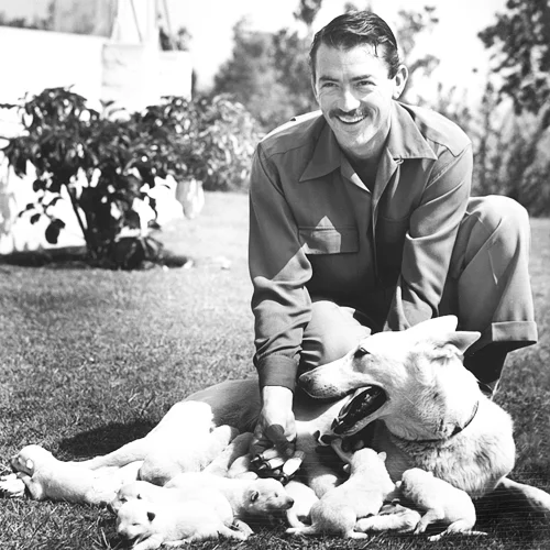 Hollywood & Dogs