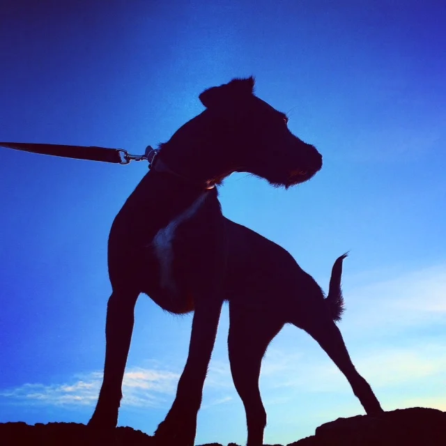 What wouldn’t we do for our dogs?!