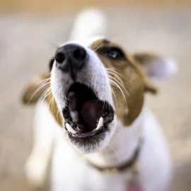 Dealing With Fear In Dogs