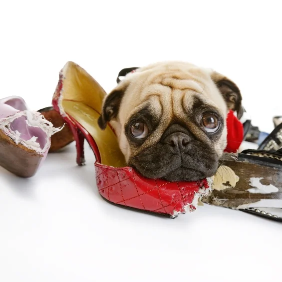 What do we teach our dogs, whilst not meaning to?