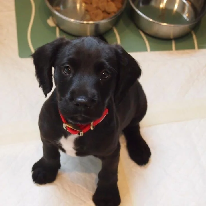 Toilet Training, get "it" right. 