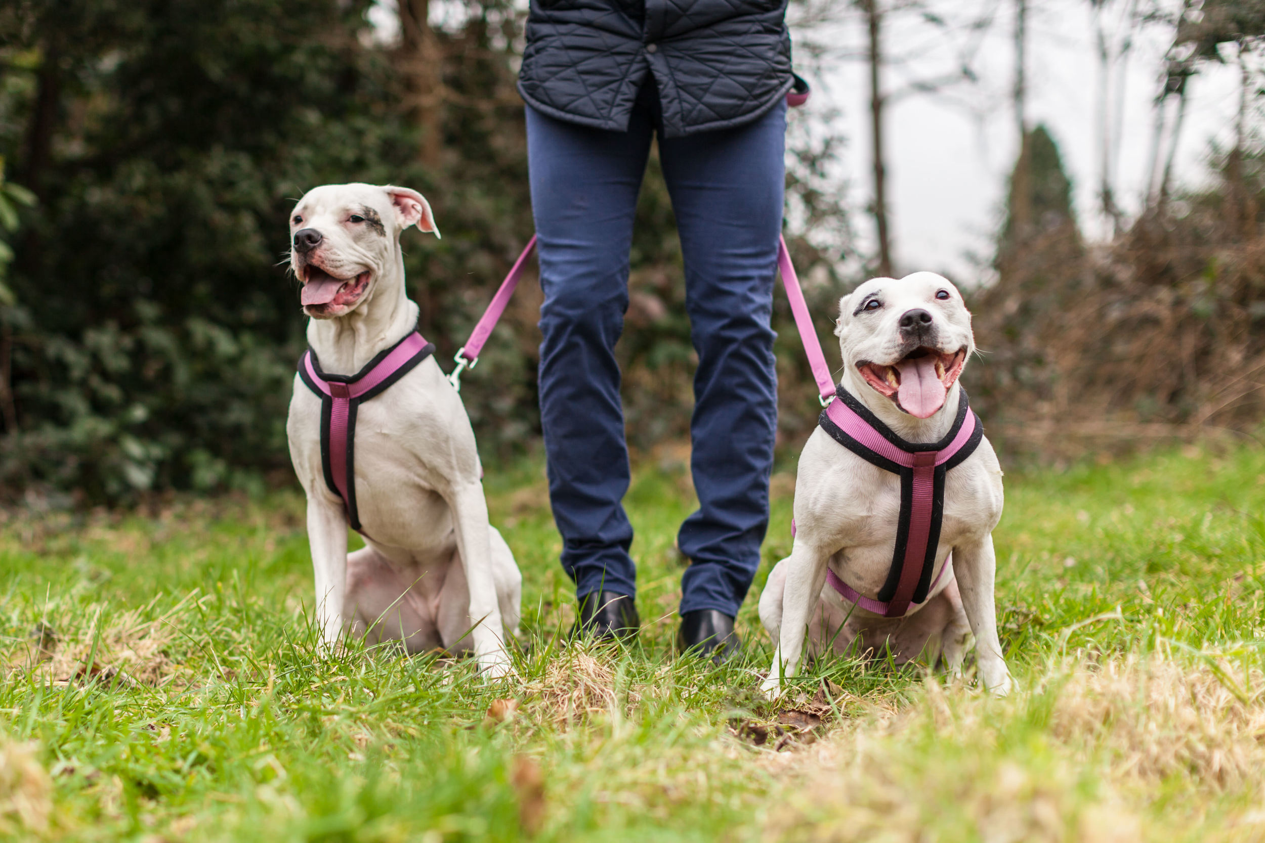 Rudie & Daisy from the Butternut Box Team