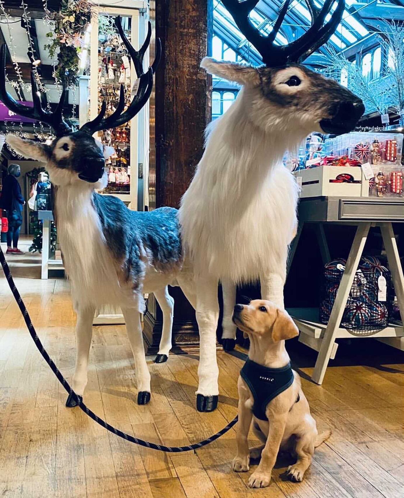 Peggy taking socialisation to a whole new level! Reindeers were not on my socialisation chart! But ✔️ anyway! Well done team. #reindeer #christmas #fun #dogpodcast #puppysocialisation #puppysocialization #communicate #engage #care #love #dogtraineron