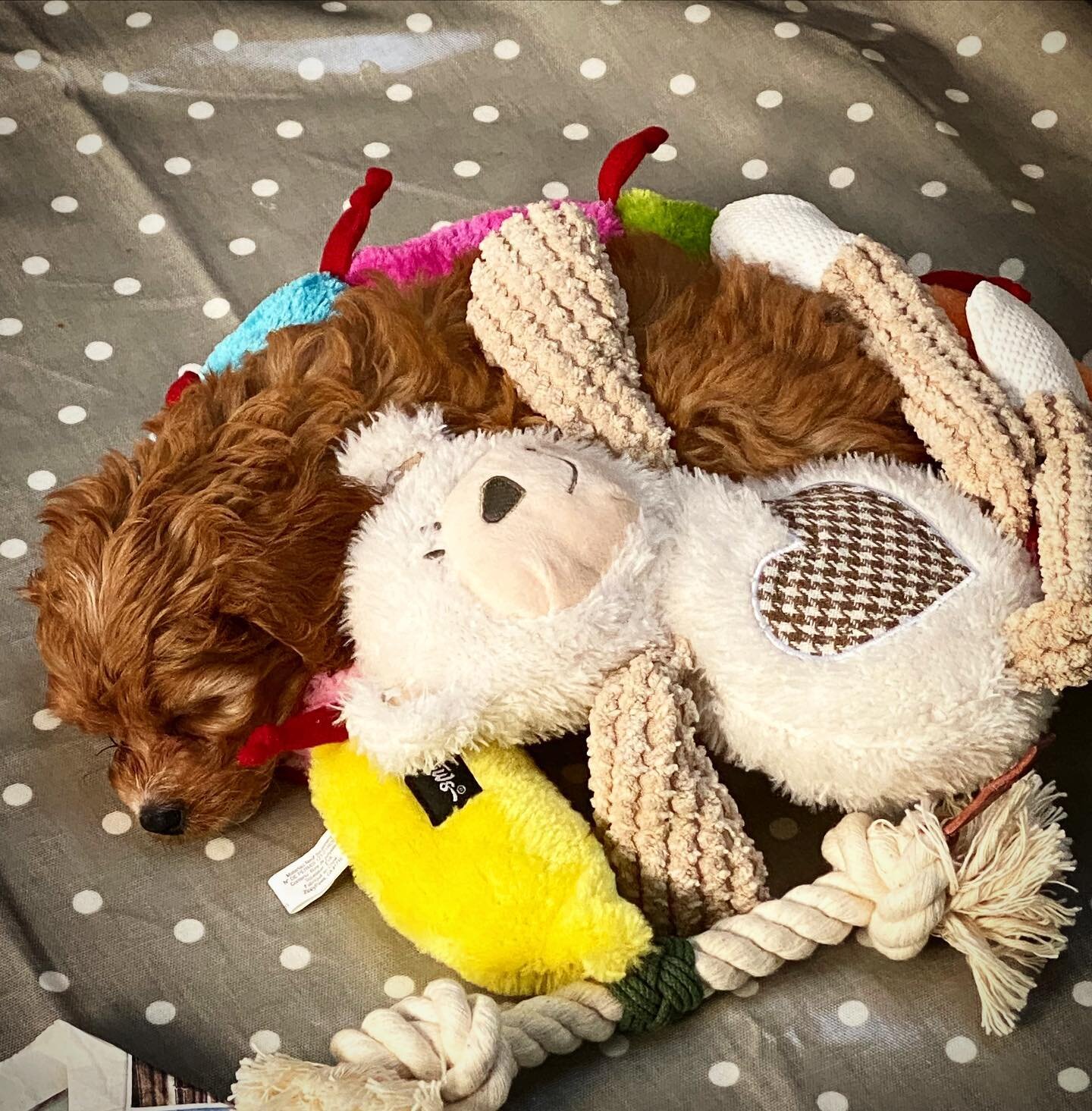 Spot the puppy. Presley has arrived and he is so handsome. #handsomepuppy #dogsdogsdogs #dogsofinstagram #teamworkmakesthedreamwork #smartpuppy #puppylove #dogtreats #cavapoosofinstagram #cavapoopuppy #loveisintheair #spotthepuppy #cuddle #love #care