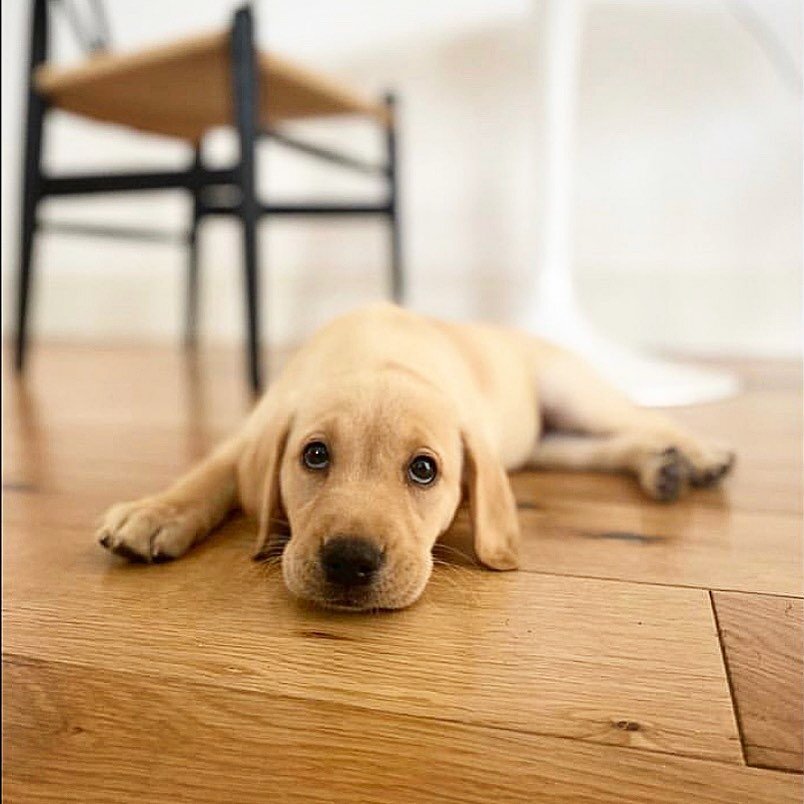 Peggy has arrived at her new humans yesterday and I think she is going to be very very happy. 🐶👨&zwj;👨&zwj;👧💙 Cannot wait you see her grow and glow. @tom_the_barber @thomj89 #labradors #labrodorpuppy #teamworkmakesthedreamwork #puppylove #cutepu