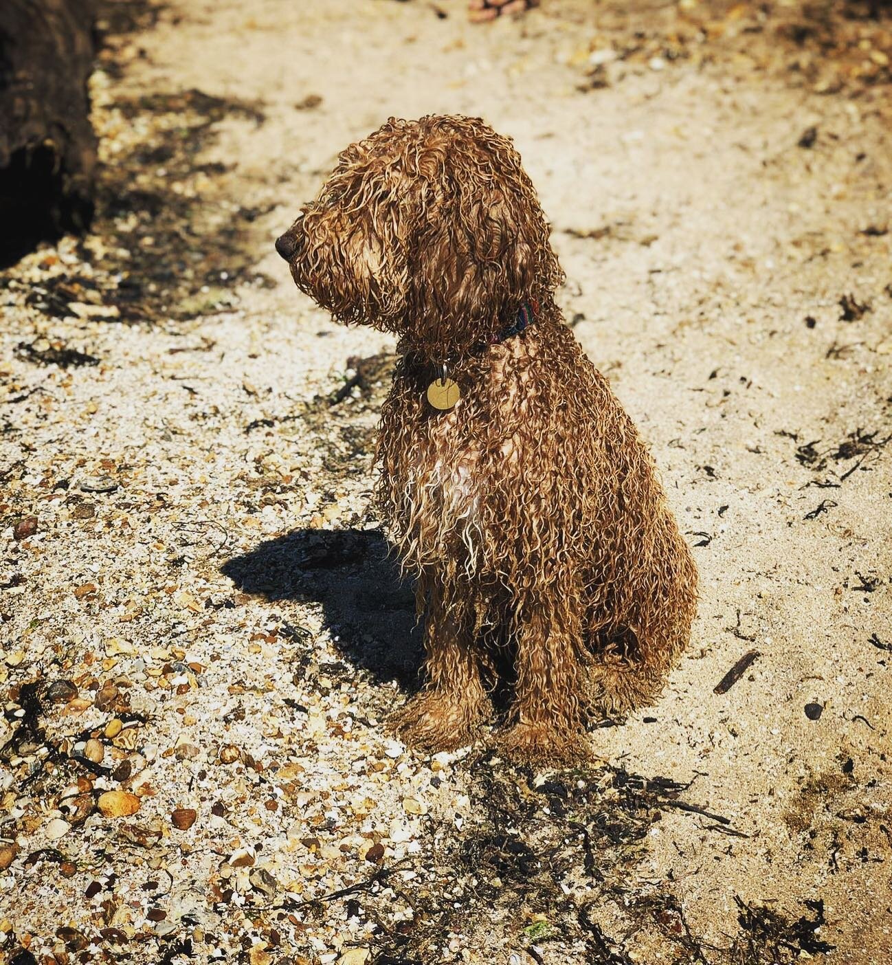 Onion has found a way to keep cool today. Two showers later, he&rsquo;s now ready for a good night sleep. What a day! 🐶 🚿 ⭐️ #dogsonthebeach #wetdog #fundog #cleverdog #teamworkmakesthedreamwork #whatatreat #dogsofinstagram #beach #beachlife #sunme