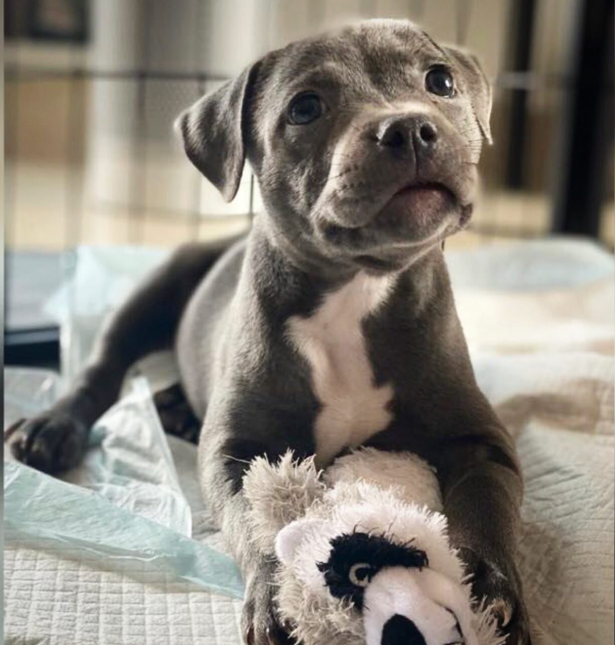 First zoom session with Billy. So handsome! So charming! So lovely! I cannot wait to see him grow and thrive. #staffordshirebullterrier #staffy  #zoomdogtraining #dogtreat #puppylove #smartpuppy #luckypuppy #loveyourdog #trainyourdog #staffygram #sta