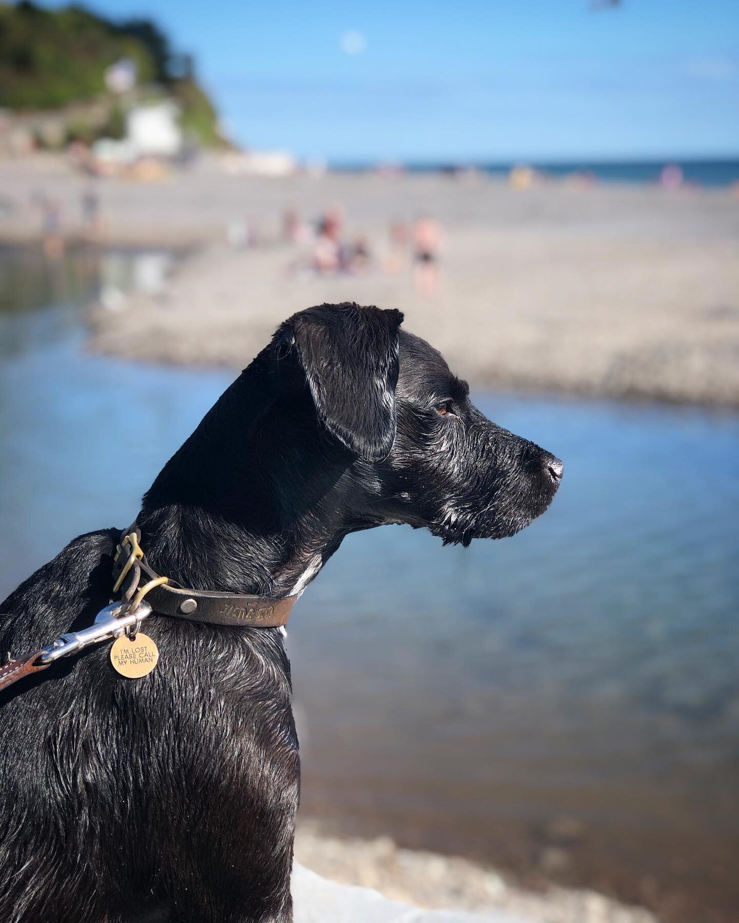 A holiday at last! First day and Bernard is already &ldquo;looking for trouble&rdquo;. 🤣🐶💙 #dog #Cornwall #holiday #sea #doglover #dogtreats #ball #seaweed #beachholiday #ukholiday #cornwallcoast
