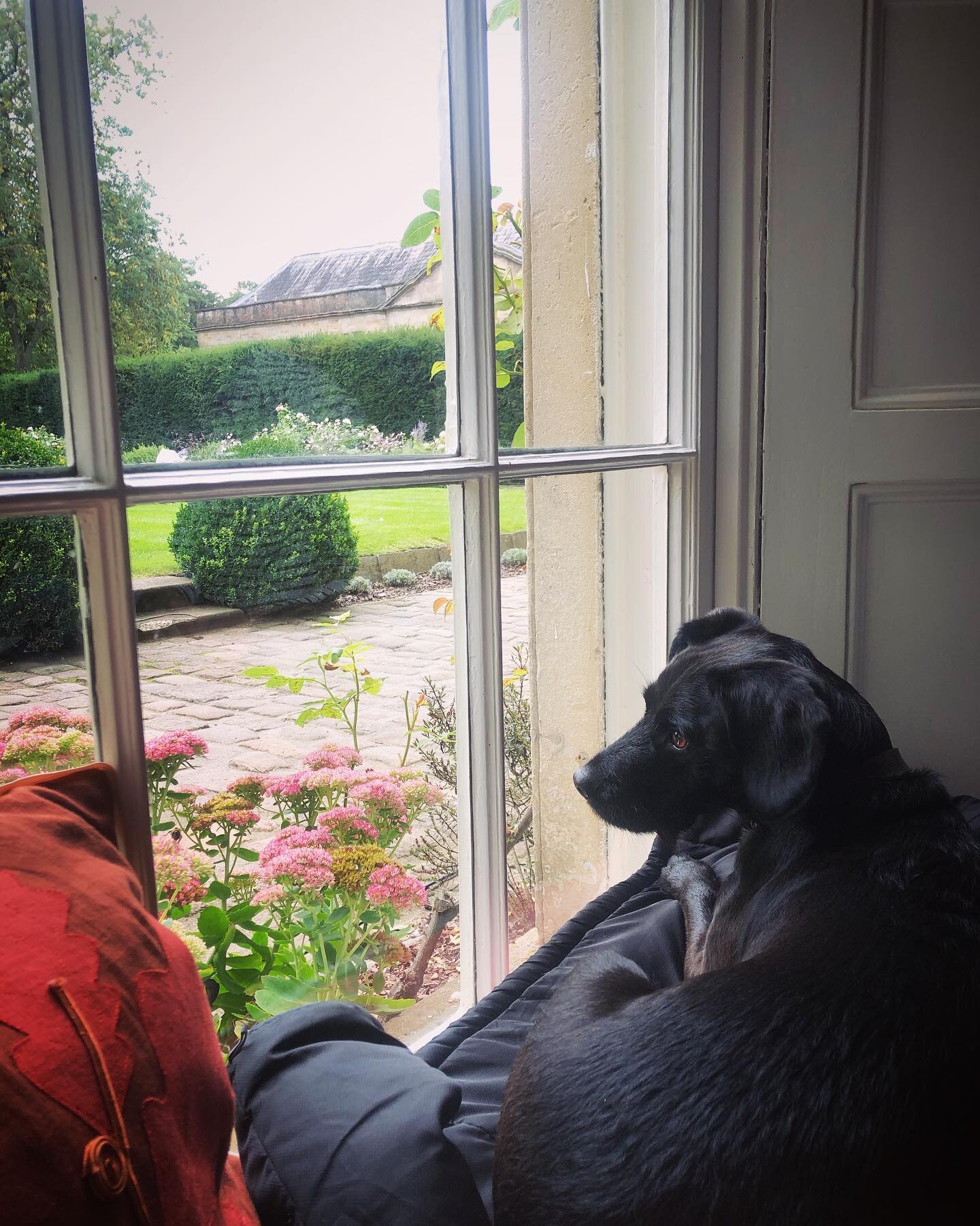 Stopped for a spot of lunch at @babingtonhouse on our way home. Usual table. Bernard watched the bumble bees. Delicious food. #lunch #babingtonhouse #lastdayofholiday #dogspotter #doglover #lunch #bumblebee