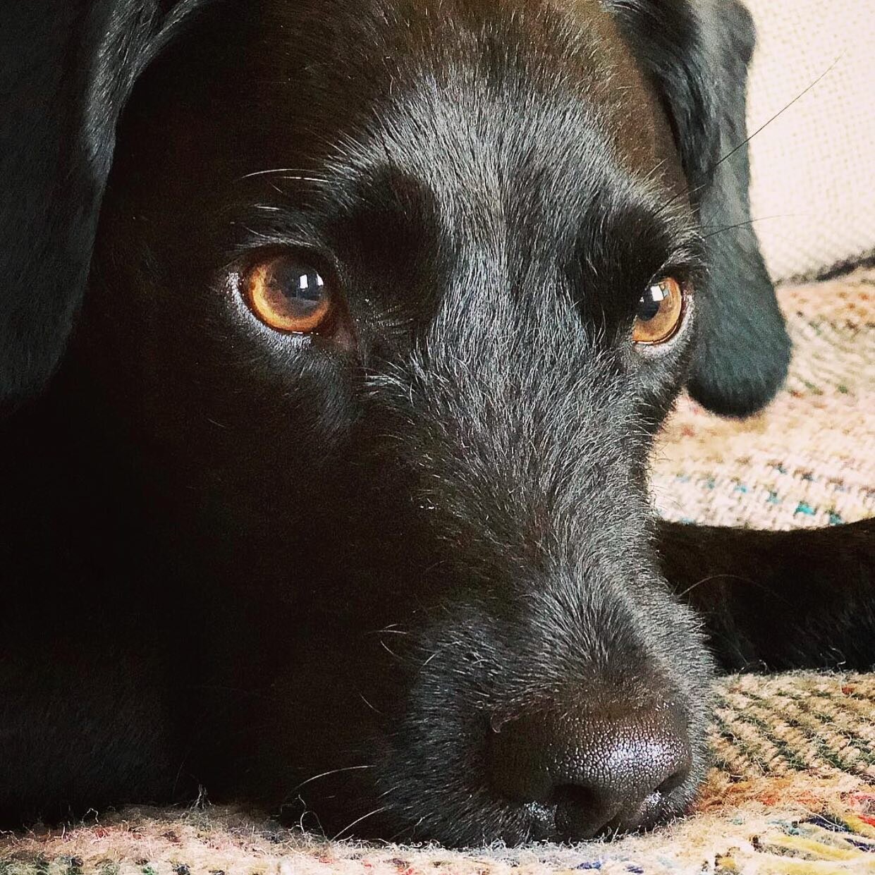 Today is National Black Dog&rsquo;s Day. #nationalblackdogday encourages the adoption of dogs in the darker shades. Black dogs are less likely to be adopted for no other reason than their coloring. 😢💙🐶 #rescues #rescuedogsofinstagram #rescuedogs #
