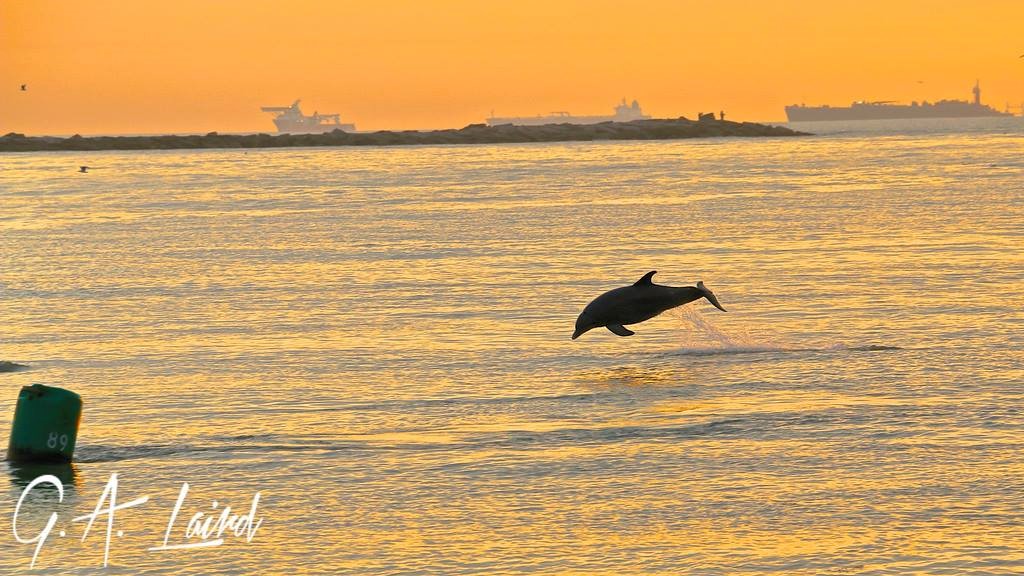 (photo courtesy of G.A. Laird)