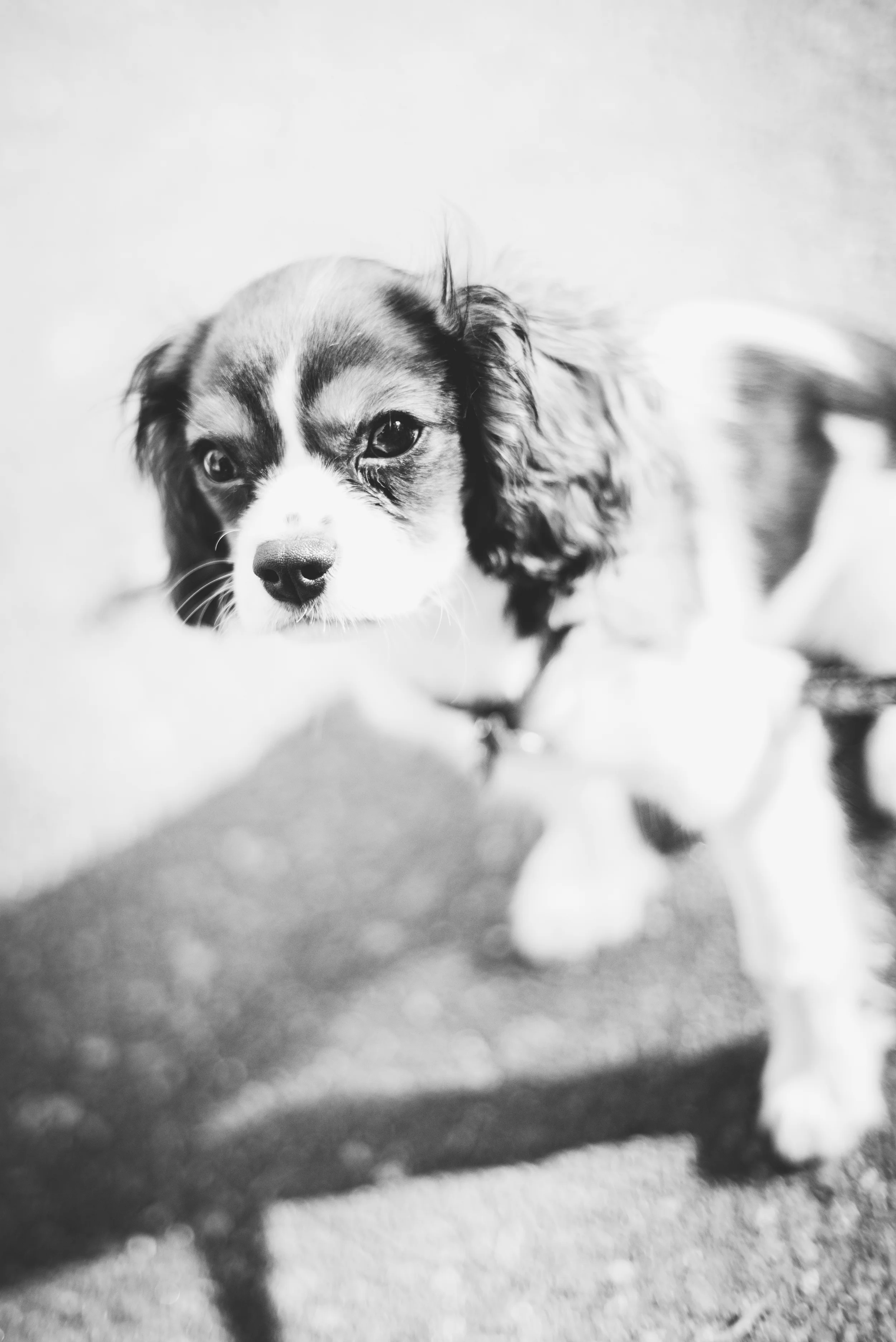 Duncan-1.jpg