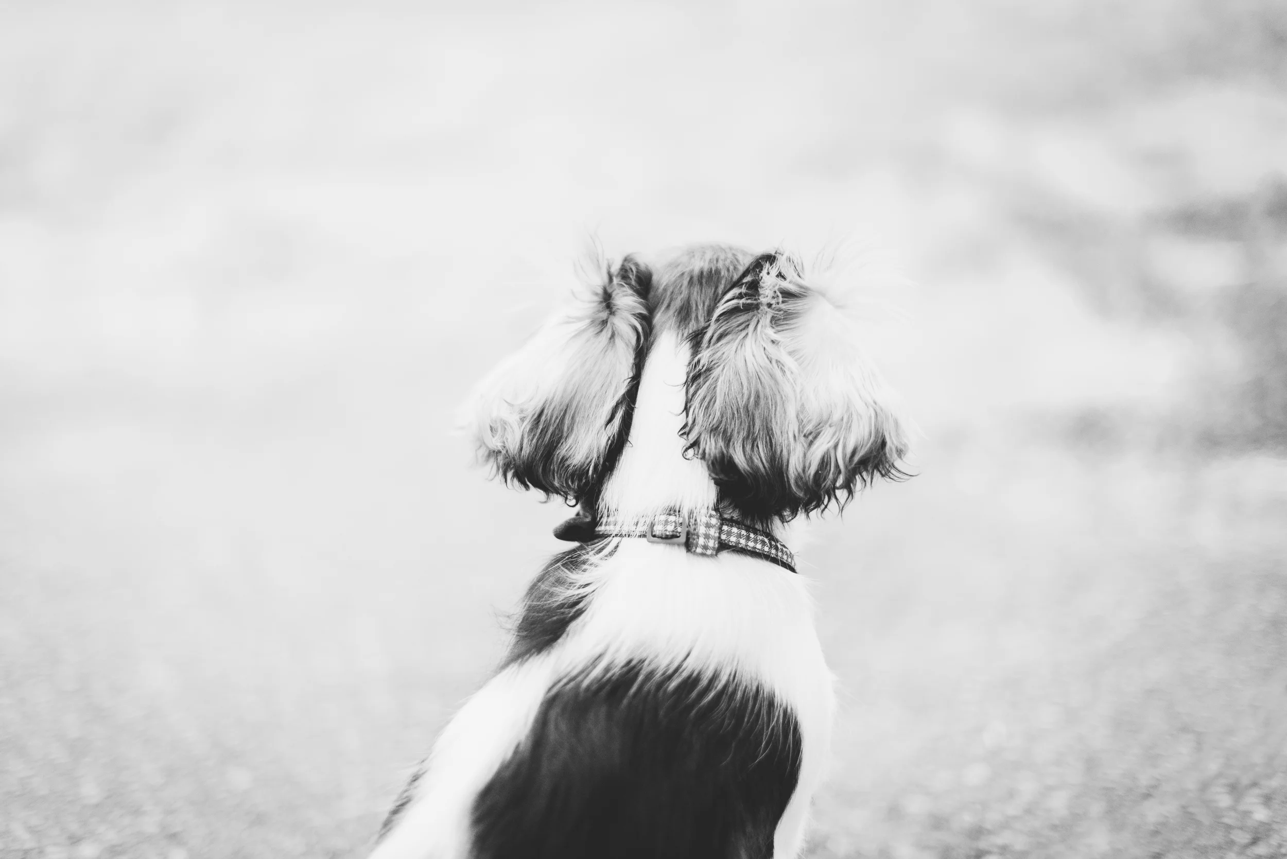 Duncan-7.jpg