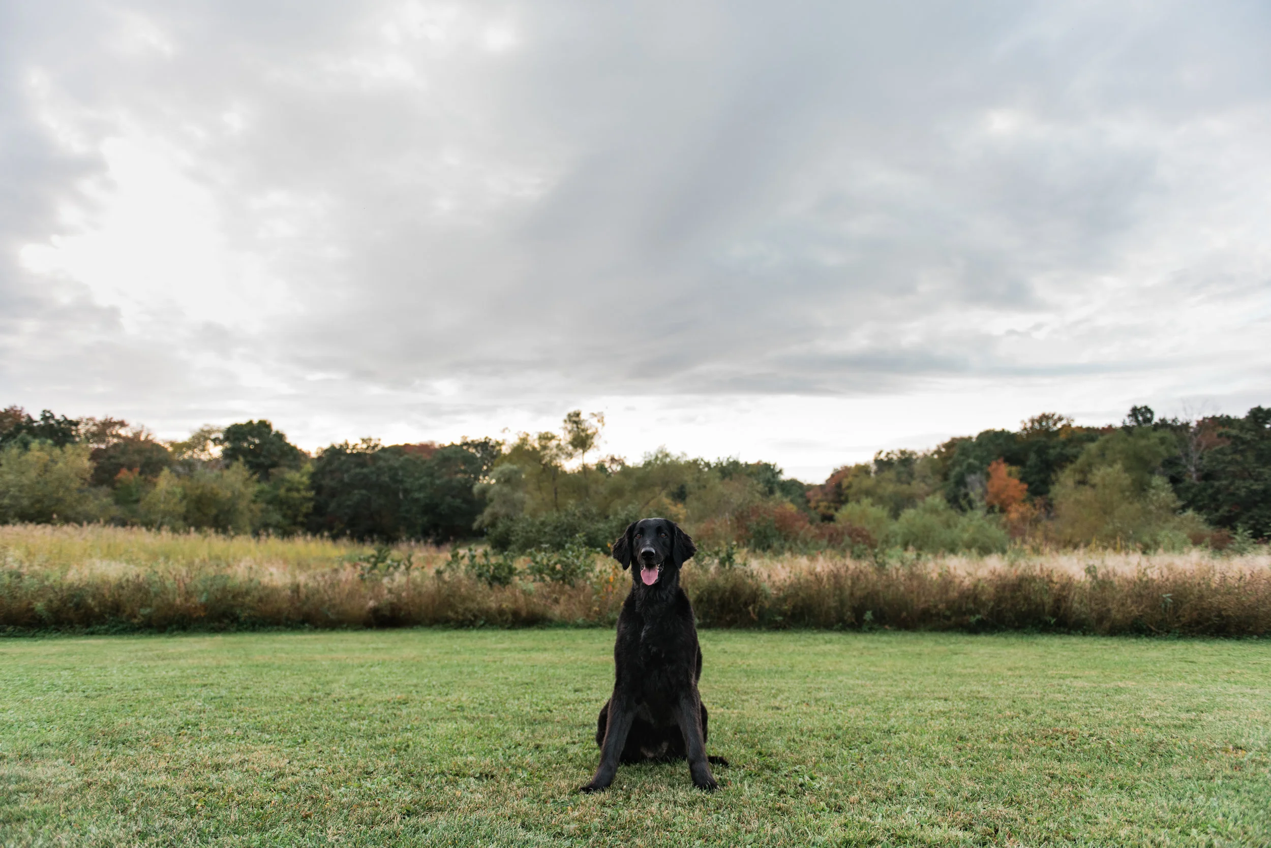 Summer Dog // Ipswich River Park, MA