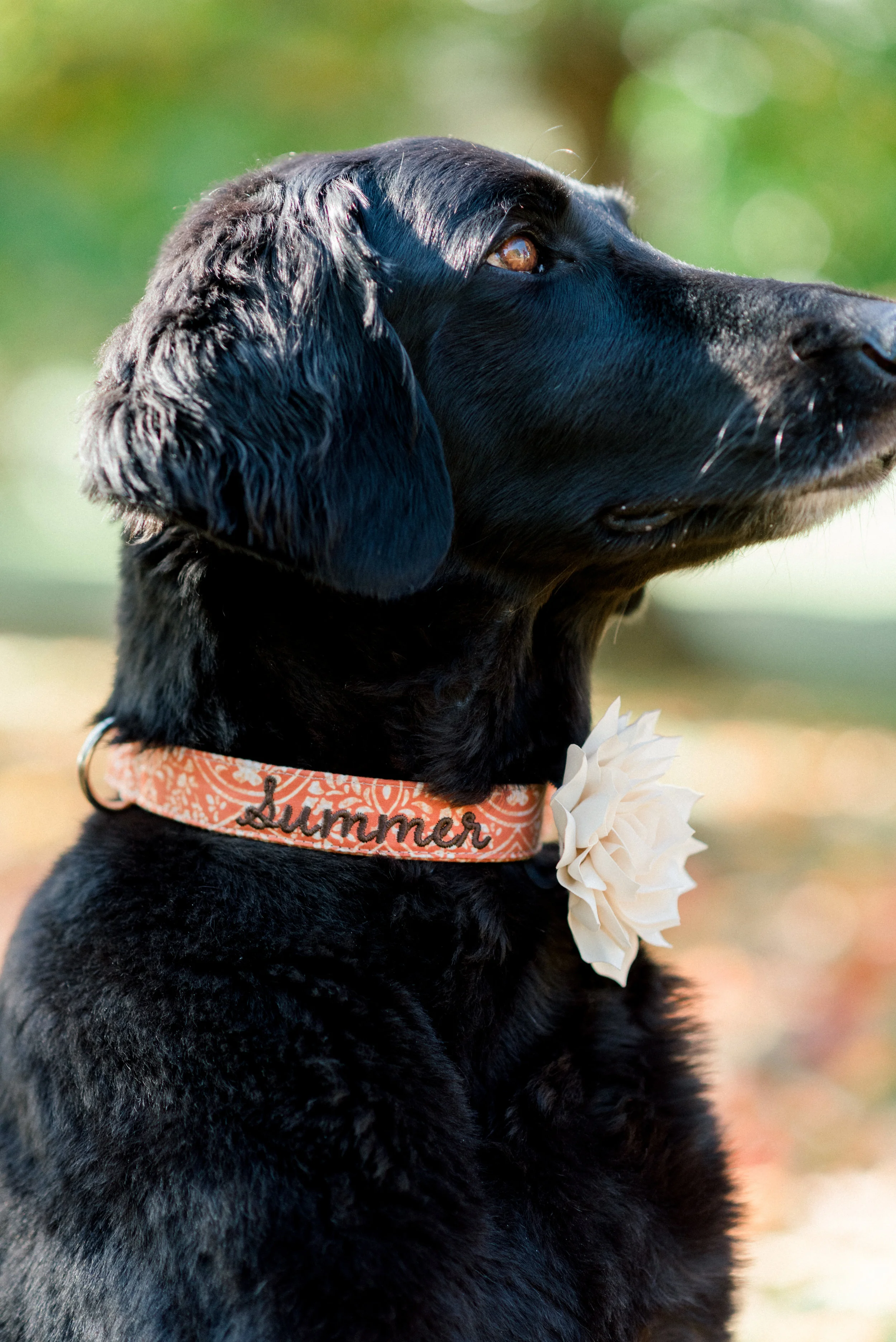 Fall Collars-0002.jpg