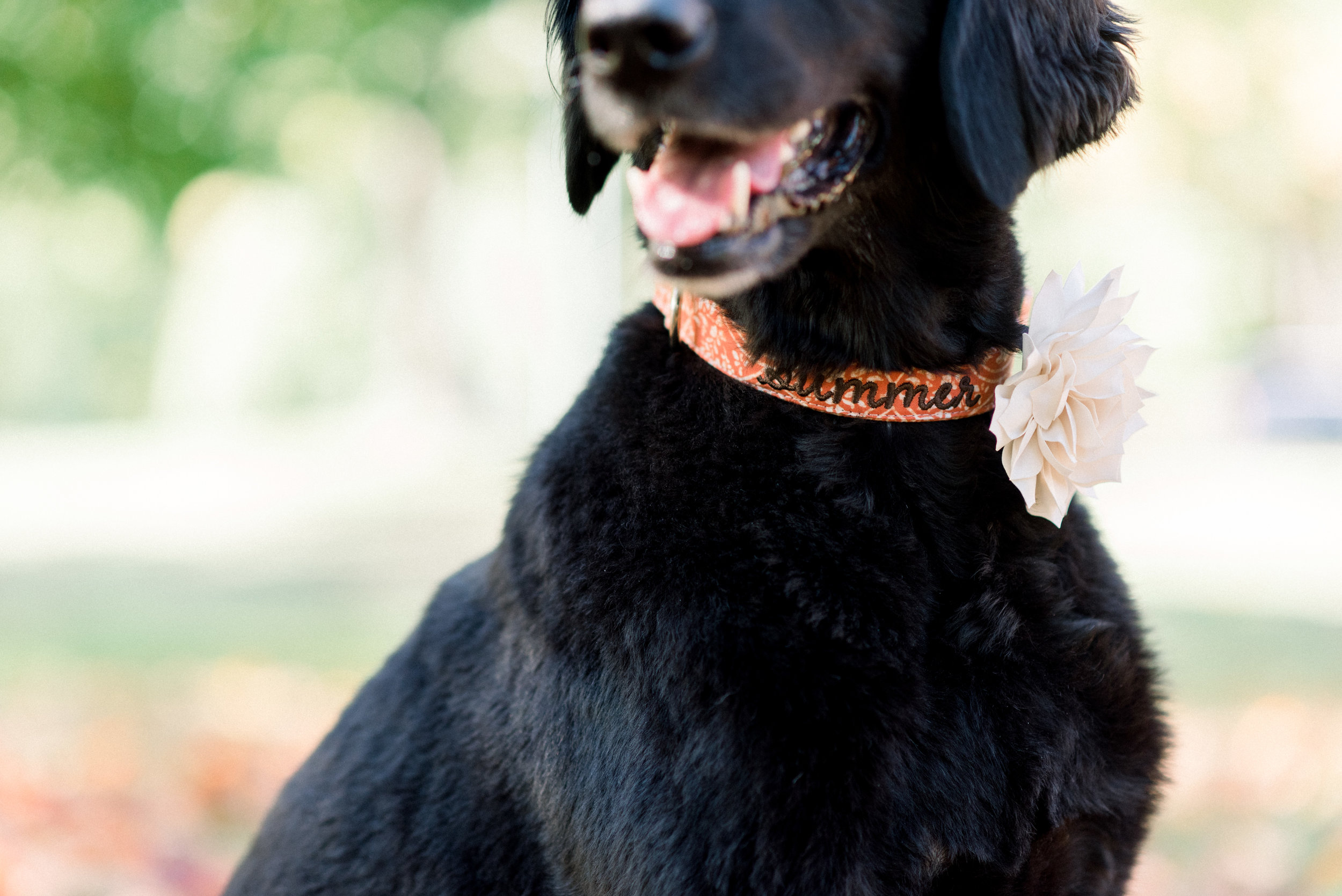 Fall Collars-0005.jpg