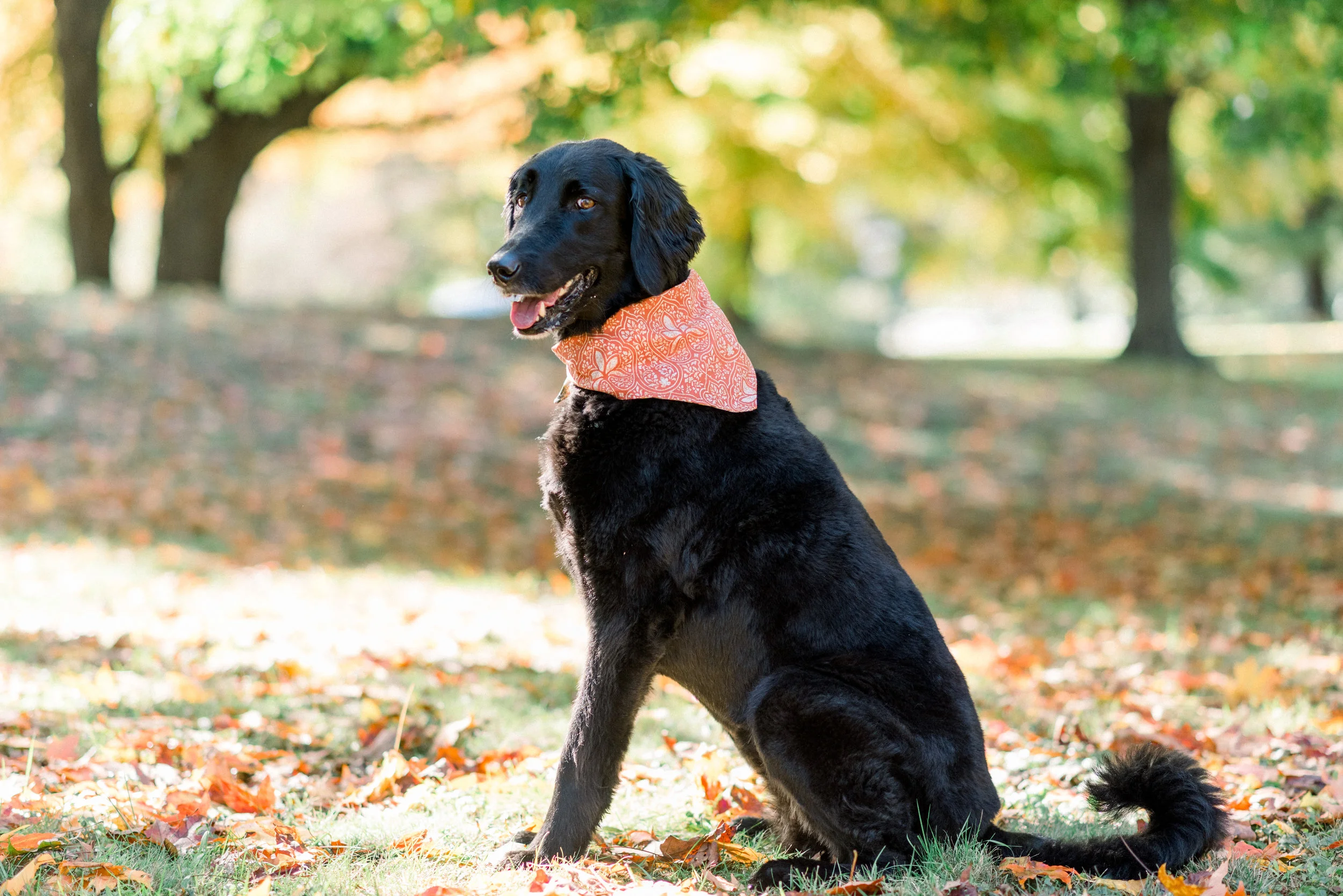 Fall Collars-0022.jpg