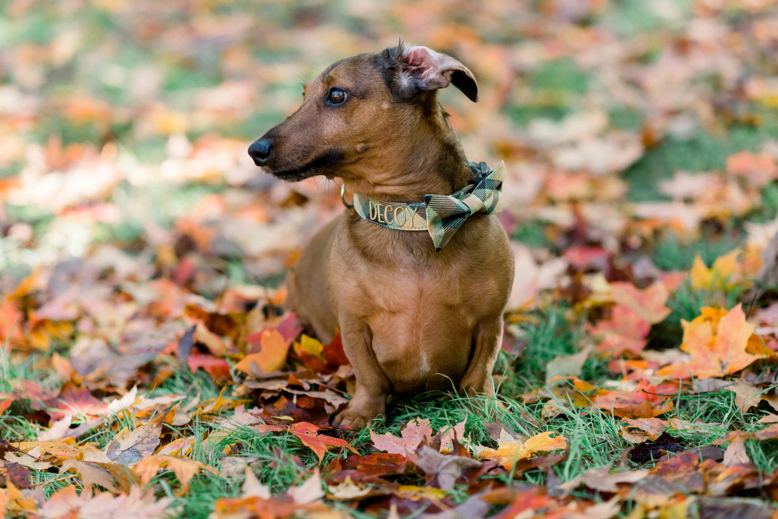 Fall Collars-0018.jpg