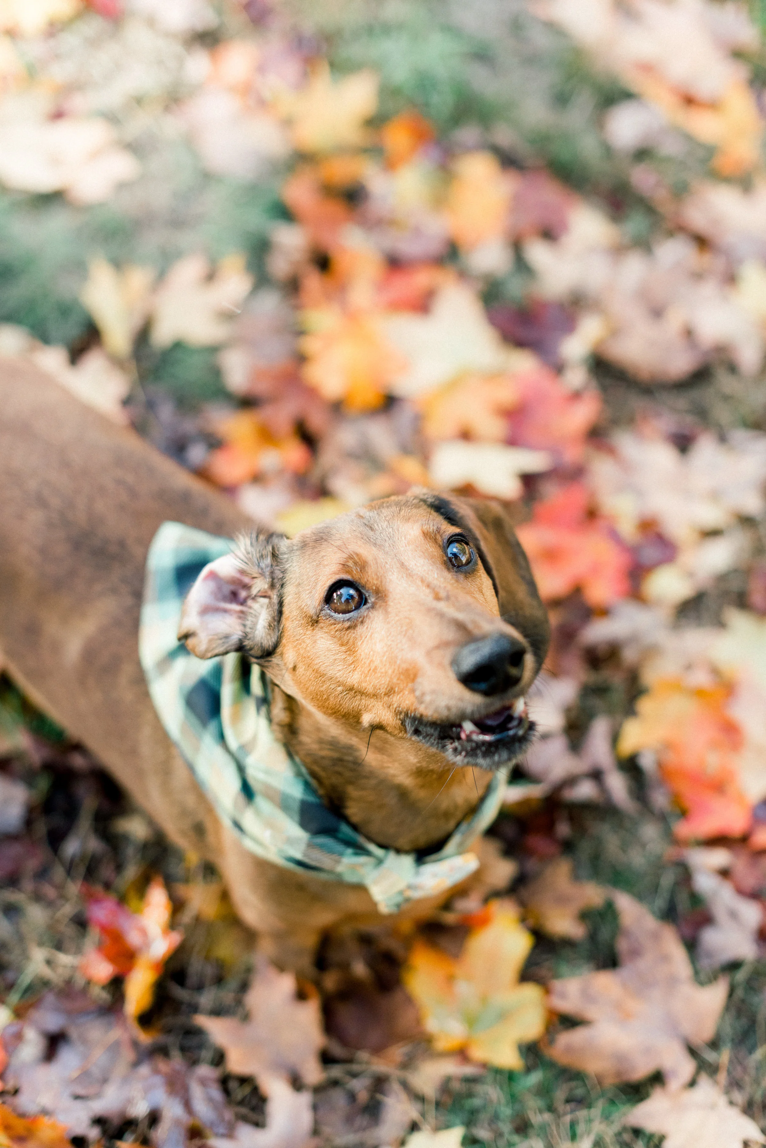 Fall Collars-0037.jpg