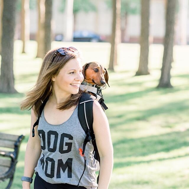 My dog takes viagra. Yup, the weenie dog is on viagra....
⠀⠀
Sounds like a joke right? 🤷🏻&zwj;♀️😂
⠀⠀
But actually true story. He has a heart condition which we discovered this year while traveling out west. When we reached the Rockies, decoy could