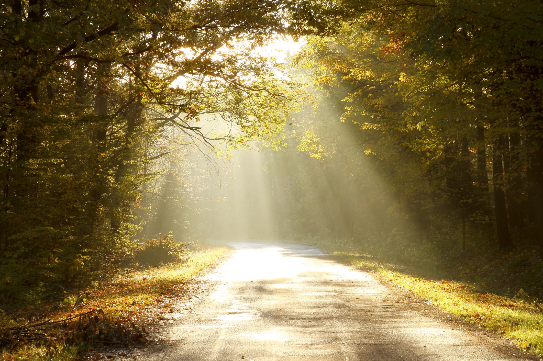 Walk Gently