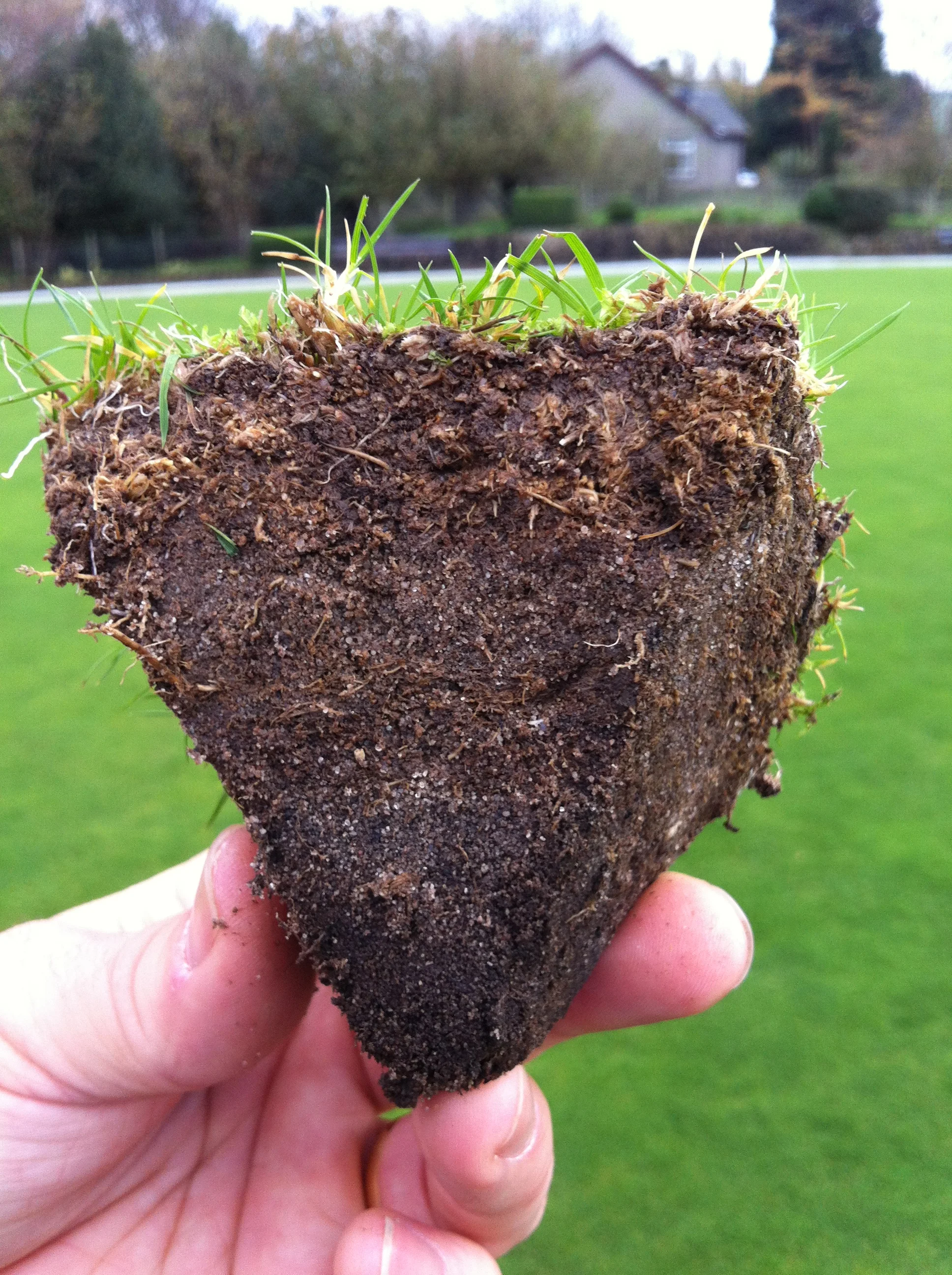 THATCH ON BOWLING GREENS.jpeg