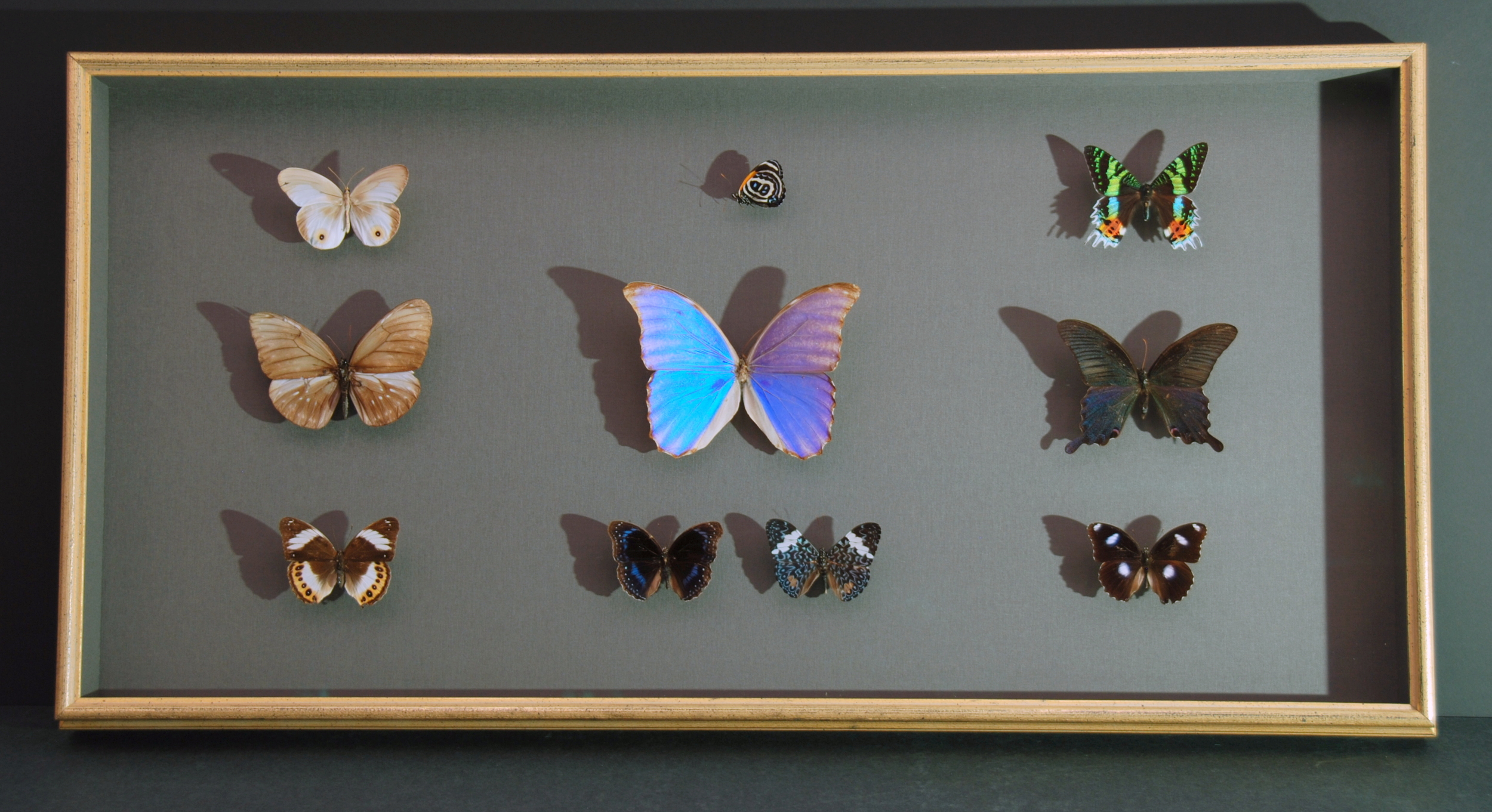 Butterfly specimens.jpg