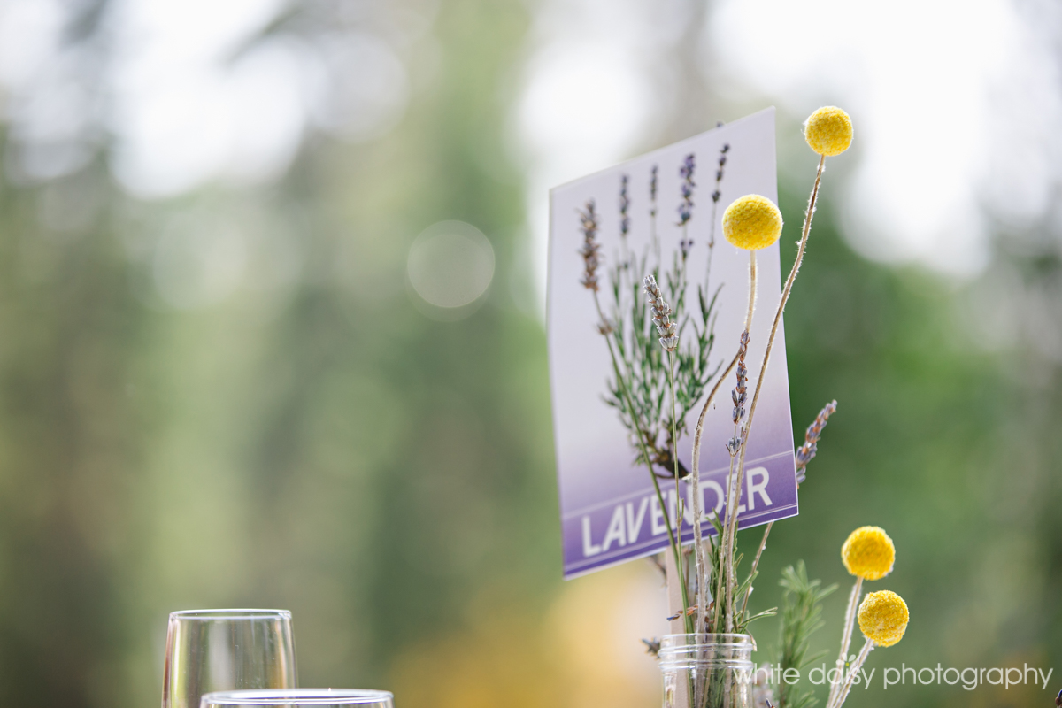 lavender.jpg