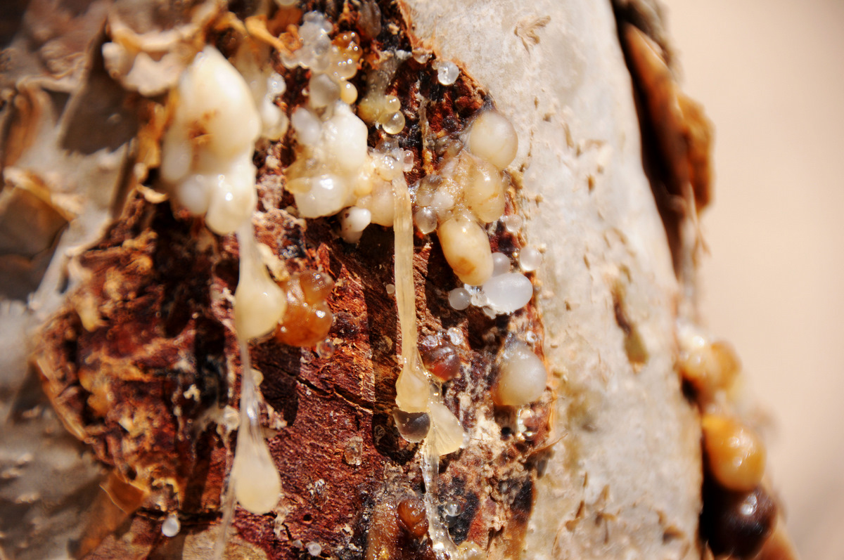 FRANKINCENSE (Boswellia Carteri) OIL